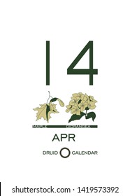 Druid calendar of flowers and trees. Leaf calendar template. Day after day. April 14 is a maple tree and a hydrangea flower. Astrological celtic horoscope. Eco design
