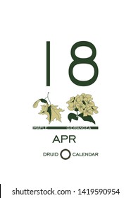 Druid calendar of flowers and trees. Leaf calendar template. Day after day. April 18 is a maple tree and a hydrangea flower. Astrological celtic horoscope. Eco design