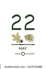 Druid calendar of flowers and trees. Leaf calendar template. Day after day. May 22 is a chestnut tree and a chamomile flower. Astrological celtic horoscope. Eco design