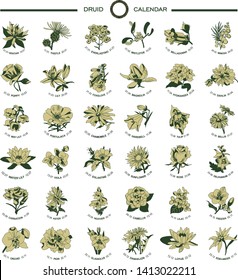 Druid flower calendar. Set of 36 symbols of the flowers of the astrological horoscope of the Celts. Elements of eco design: rose, mistletoe, thistle, magnolia, aster, chamomile, tulip, edelweiss.