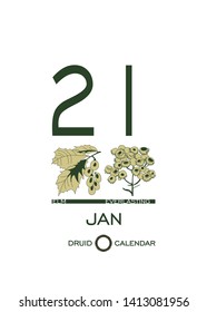 Druid plant calendar. Calendar sheet - January 21st day corresponds to an elm tree and a flower everlasting. Astrological Celtic horoscope day after day. Calendar template for eco design.