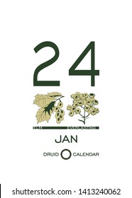 Druid plant calendar. Calendar sheet - January 24st day corresponds to an elm tree and a flower everlasting. Astrological Celtic horoscope day after day. Calendar template for eco design.