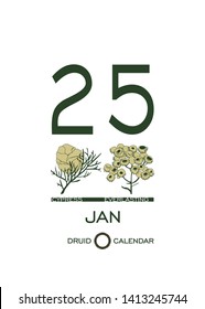 Druid plant calendar. Calendar sheet - January 25st day corresponds to an cypress tree and a flower everlasting. Astrological celtic horoscope day after day. Calendar template for eco design.