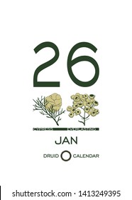 Druid plant calendar. Calendar sheet - January 26st day corresponds to an cypress tree and a flower everlasting. Astrological Celtic horoscope day after day. Calendar template for eco design.