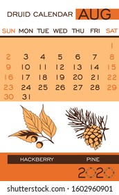 Druid tree calendar August 2020. Celtic August trees: hackberry, pine