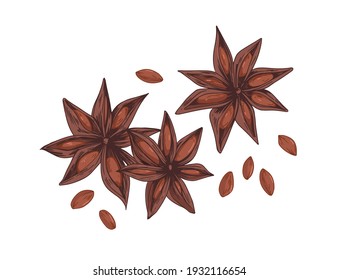 Dry aniseed or star anise. Composition of Chinese winter spice, badian with seeds. Realistic staranise. Hand-drawn detailed vector illustration of illicium verum isolated on white background