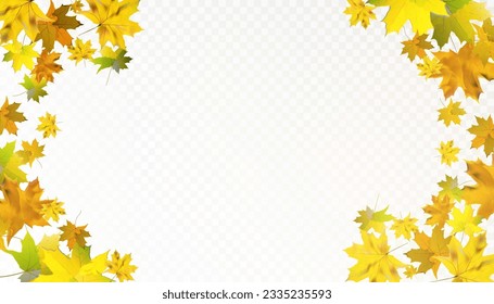 Dry autumn Canadian maple leaves fall swirling on a transparent background. Vector