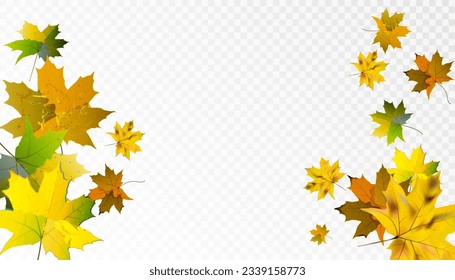 Dry autumn Canadian maple leaves fall swirling on a transparent background. Vector
