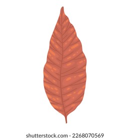 Dry autumn leave of oak, ash and birch trees of different colors. Top view of fall tree leaf. Gold, red, brown and green autumnal foliage set. Flat vector illustration isolated on white background.