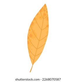 Dry autumn leave of oak, ash and birch trees of different colors. Top view of fall tree leaf. Gold, red, brown and green autumnal foliage set. Flat vector illustration isolated on white background.