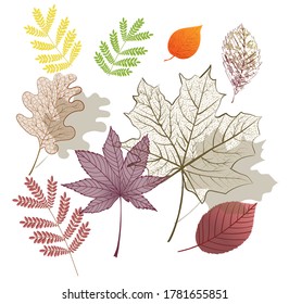 Dry autumn leaves