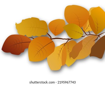 Dry, autumn leaves on a tree on a white background