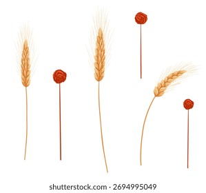 Dry autumn wheat branches set with golden spikes isolated on white background. Vector hand drawn cartoon illustration for harvest design, packaging, rustic decor, sticker