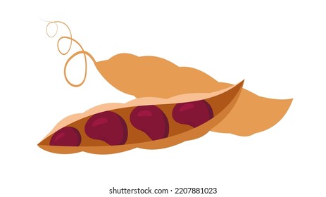 Poda de frijol seco, ilustración, vector