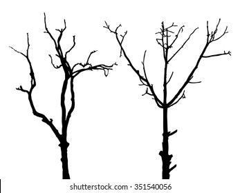 Dry Black and white tree isolated vector, shadow leaf wood, white bush outline forest, gray plant shape, foliage contour, botany silhouette nature.
