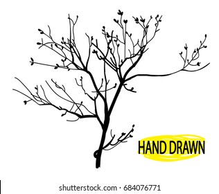 Dry branch. Tree branch without leaves. Drawing by hand in vintage style, drawing pen.