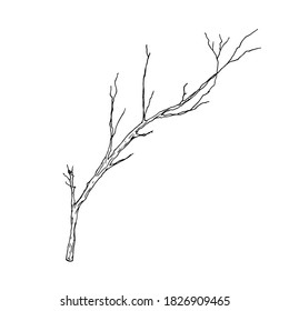 Dry branch. Vector illustration. Isolated. Hand-drawn style.
