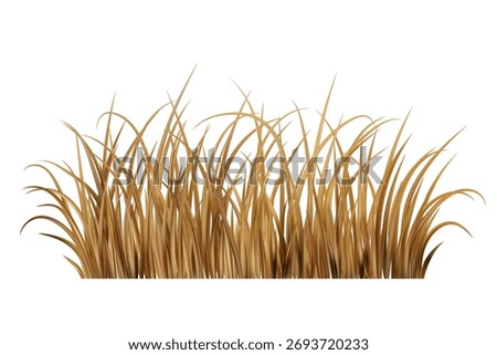 Dry brown grass. Yellow dead field plants on meadow. Prairie scene isolated on white background. Autumn realistic farm vegetation