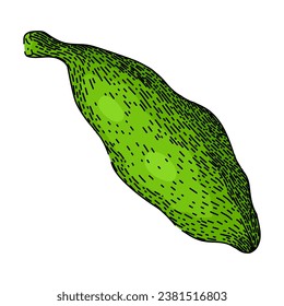 dry cardamom hand drawn. natural seasoning, plant food, healthy fragrant dry cardamom vector sketch. isolated color illustration