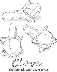 Dry cloves on white background. Vector illustration.
