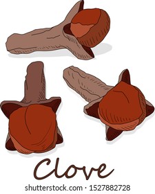 Dry cloves on white background. Vector illustration.