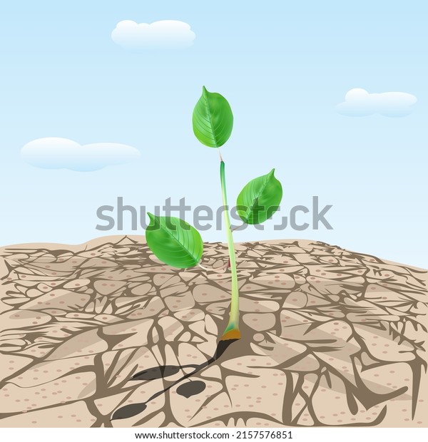 Dry cracked land with plant sprout. Young tree\
growing on arid ground. Green plant in dry desert soil.Soil erosion\
and desertification. Land degradation, water shortage and\
drought.Сoncept of new\
life