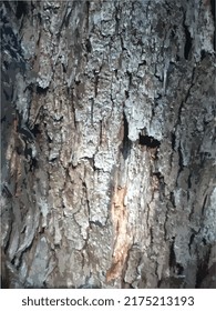 Dry and cracked tree trunk