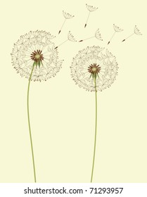 Dry dandelion flowers - vector illustration