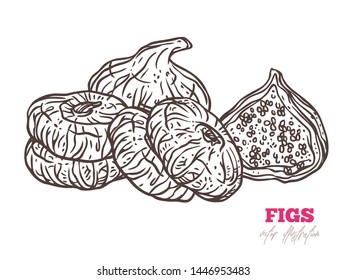 Dry figs hand drawn vector illustration. Exotic whole, sliced and chopped in half fruits line art. Tasty natural snack outline drawing. Delicious fig with seeds in cut black and white sketch