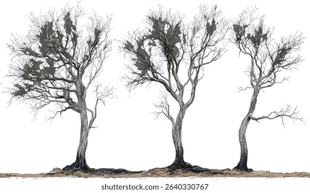 Dry forest vector tree leafless isolated, desolate illustrations, transparent background, barren nature, wilderness, autumn, isolated trees, natural environment, empty landscape