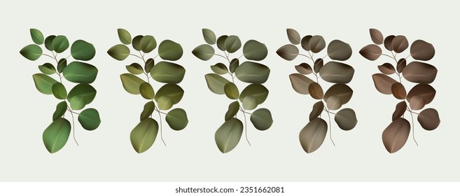 Dry and fresh eucalyptus. Evergreen branch of a green plant, leaves on the stem. Tropical nature, evergreen botany. Set for decoration design, symbol of ecology, environment. Vector 3d illustration.