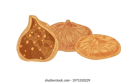Dry full figs and fruit half with seeds. Whole and piece of realistic tropical sweet food. Hand-drawn vector illustration of organic healthy nutrition isolated on white background