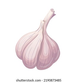 dry head of garlic cartoon. bulb bunch, clove vegetable dry head of garlic vector illustration