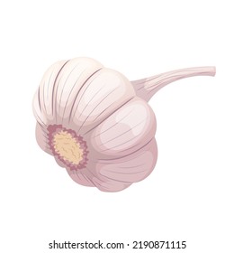 dry head of garlic cartoon. clove vegetable, organic food, spice bulb, healthy ingredient dry head of garlic vector illustration