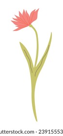 Planta de herbario seco. Ilustración vectorial de flores aislada en fondo blanco. Flor silvestre en estilo plano para diseño web, banner, volante, invitación, tarjeta.