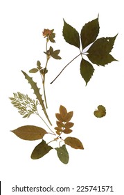 Dry herbarium plants. flowers and leaves vector illustration