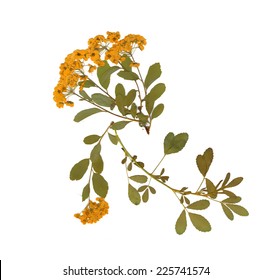 Dry herbarium plants. flowers and leaves vector illustration