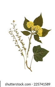 Dry herbarium plants. flowers and leaves vector illustration
