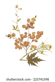 Dry herbarium plants. flowers and leaves vector illustration