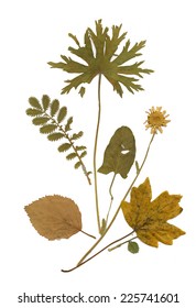 Dry herbarium plants. flowers and leaves vector illustration