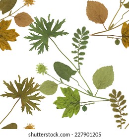 Dry herbarium plants seamless pattern with flowers and leaves on white background vector illustration