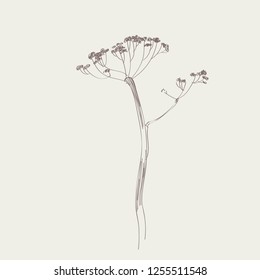 dry hogweed flower. vector line sketch