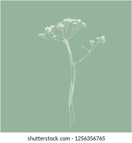 dry hogweed flower. vector line sketch