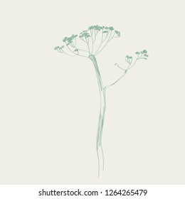 dry hogweed flower. vector line sketch