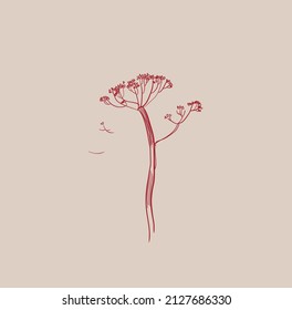 dry hogweed flower. vector line sketch