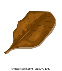 secar hoja aislada terminalia catappa .Hand dibujado, elemento vector para el diseño.
