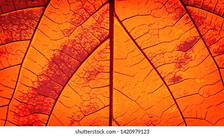 The dry leaf pattern for autumn background. ( vector )
