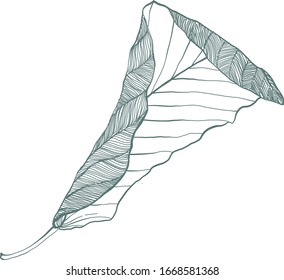 Dry leaf Sketch, Leaf Drawing 