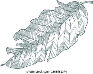 Trockenblatt-Skizze, Leaf-Zeichnung 