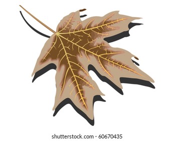 dry leave against white background, abstract vector art illustration
